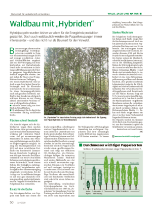 WALD, JAGD UND NATUR ■ Waldbau mit „Hybriden“ Hybridpappeln wurden bisher vor allem für die Energieholzproduktion gezüchtet.