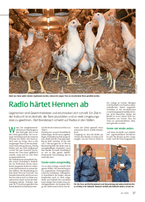 TIER ■ Radio härtet Hennen ab Legehennen sind Gewohnheitstiere und erschrecken sich schnell.