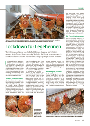 TIER ■ Lockdown für Legehennen Wenn Hühner aufgrund von Stallpflicht keinen Ausgang mehr haben, geraten sie in Stress.