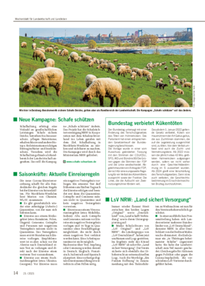 ■ Neue Kampagne: Schafe schützen Schafhaltung erbringt eine Vielzahl an gesellschaftlichen Leistungen: Schafe sichern Deiche, betreiben Hochwasser- schutz, pflegen Naturräume, erhalten Moore und andere Bio- tope.