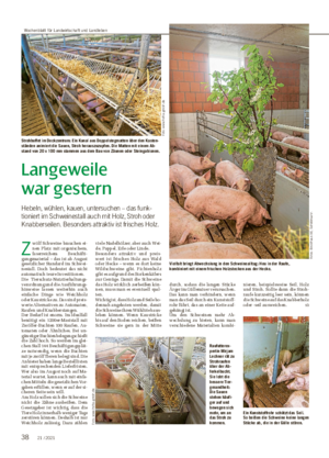 Langeweile war gestern Hebeln, wühlen, kauen, untersuchen – das funk- tioniert im Schweinestall auch mit Holz, Stroh oder Knabberseilen.