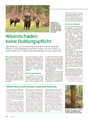Wisentschäden: Keine Duldungspflicht Zwei Waldbauern aus Schmallenberg müssen die von den frei laufenden Wisenten im Rothaargebirge verursachten Schäden nicht mehr dulden.