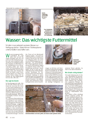 Wasser: Das wichtigste Futtermittel Schafen muss jederzeit sauberes Wasser zur Verfügung stehen.