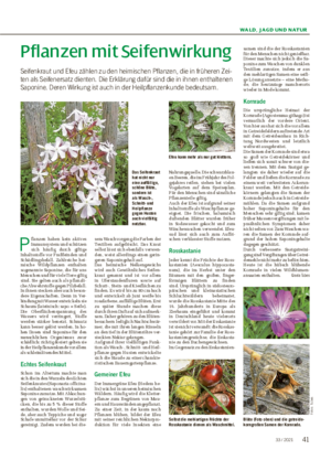 WALD, JAGD UND NATUR Pflanzen mit Seifenwirkung Seifenkraut und Efeu zählen zu den heimischen Pflanzen, die in früheren Zei- ten als Seifenersatz dienten.