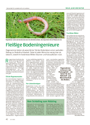 WALD, JAGD UND NATUR Fleißige Bodeningenieure Regenwürmer leisten als wesentlicher Teil des Bodenlebens einen wertvollen Beitrag zur Bodenfruchtbarkeit.