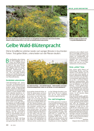 WALD, JAGD UND NATUR Gelbe Wald-Blütenpracht Etliche Schadflächen erblühen bereits nach wenigen Monaten in leuchtenden Farben.