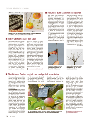 ■ Alten Obstsorten auf der Spur Was zeichnet die Birnensorte ‘Alexander Lucas’ aus?
