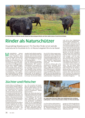 Rinder als Naturschützer Die ganzjährige Beweidung durch Tim Raschkes Rinder sichert wertvolle Lebensräume für Amphibien & Co.