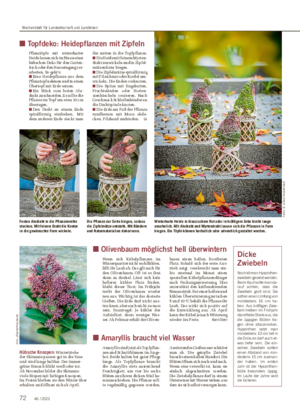 ■ Topfdeko: Heidepflanzen mit Zipfeln Pflanztöpfe mit winterharter Heide lassen sich im Nu zu einer hübschen Deko für den Garten- tisch oder den Hauseingang ver- arbeiten.