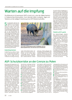 Warten auf die Impfung Die Afrikanische Schweinepest (ASP) scheint sich unter den Wildschweinen in Ostdeutschland festzusetzen.