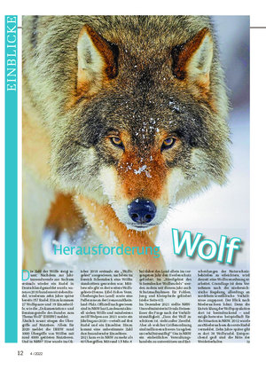 E IN B L IC K E D ie Zahl der Wölfe steigt ra- sant: Nachdem zur Jahr- tausendwende aus Sachsen erstmals wieder ein Rudel in Deutschland gemeldet wurde, wa- ren es 2010 bundesweit sieben Ru- del, wiederum zehn Jahre später bereits 157 Rudel.