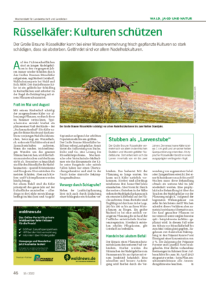 WALD, JAGD UND NATUR Rüsselkäfer: Kulturen schützen Der Große Braune Rüsselkäfer kann bei einer Massenvermehrung frisch gepflanzte Kulturen so stark schädigen, dass sie absterben.