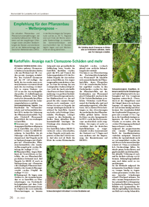 ■ Kartoffeln: Anzeige nach Clomazone-Schäden und mehr Clomazone-Schäden melden: Aktu- ell treten mehrere Clomazone- Schäden in benachbarten Gärten oder am Feldrand auf.