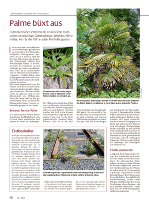 Palme büxt aus Exotenliebhaber schätzen die Chinesische Hanf- palme als wüchsige Gartenpflanze.