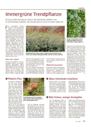 GARTEN 6941 / 2022 Immergrüne Trendpflanze Ein kaum bekannter Strauch steht in den Gärtnereien plötzlich vorn: Es ist Burkwoods Duftblüte.