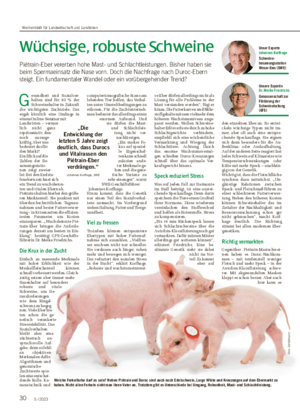 30 5 / 2023 Wüchsige, robuste Schweine Piétrain-Eber vererben hohe Mast- und Schlachtleistungen.