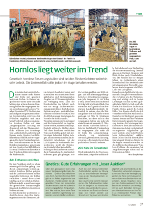 TIER 375 / 2023 Hornlos liegt weiter im Trend Genetisch hornlose Besamungsbullen sind bei den Rinderzüchtern weiterhin sehr beliebt.