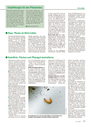 PFLANZE 2312 / 2023 ■ Kartoffeln: Flächen und Pflanzgut kontrollieren Drahtwürmer werden im Boden durch CO2-Quellen wie sich zer- setzende oder frische Pflanzen- teile oder durch keimende Pflan- zen angelockt.