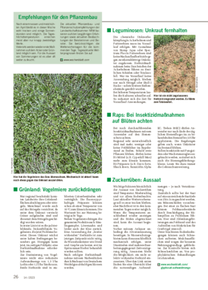26 14 / 2023 ■ Grünland: Vogelmiere zurückdrängen Nur regional beschränkt konn- ten Landwirte ihre Grünland- flächen abschleppen oder strie- geln.