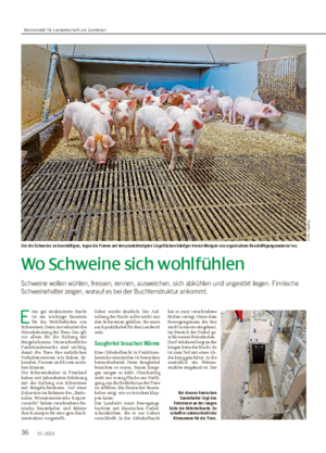 36 15 / 2023 Wo Schweine sich wohlfühlen Schweine wollen wühlen, fressen, rennen, ausweichen, sich abkühlen und ungestört liegen.