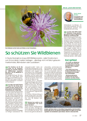 WALD, JAGD UND NATUR 3721 / 2023 So schützen Sie Wildbienen In Deutschland gibt es knapp 600 Wildbienenarten.
