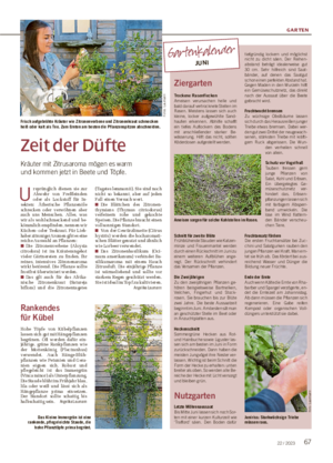 GARTEN 6722 / 2023 Rankendes für Kübel Hohe Töpfe von Kübelpflanzen lassen sich gut mit Hängepflanzen begrünen.