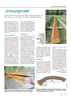 WALD, JAGD UND NATUR 4131 / 2023 „Schnurgerade“ Das Baumwachstum hat mitunter Folgen für die Holzqualität.