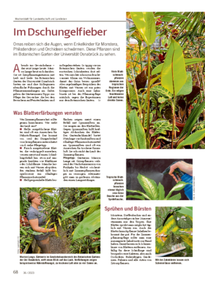 68 36 / 2023 Im Dschungelfieber Omas reiben sich die Augen, wenn Enkelkinder für Monstera, Philodendron und Orchideen schwärmen.