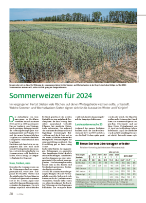 28 1 / 2024 Sommerweizen für 2024 Im vergangenen Herbst blieben viele Flächen, auf denen Wintergetreide wachsen sollte, unbestellt.