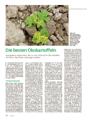 26 2 / 2024 Die besten Ökokartoffeln Spät gepflanzt, lange trocken, dann zu nass: 2023 war für (Öko-)Kartoffeln nicht leicht.