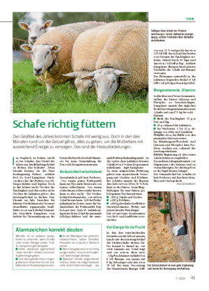 TIER 417 / 2024 Schafe richtig füttern Den Großteil des Jahres kommen Schafe mit wenig aus.