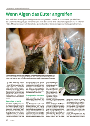 42 7 / 2024 Wenn Algen das Euter angreifen Wird bei Kühen eine sogenannte Algenmastitis nachgewiesen, handelt es sich um eine spezielle Form der Euterentzündung.